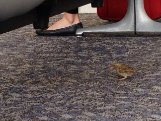 Airport bird. Photo by Stephanie Reighart.