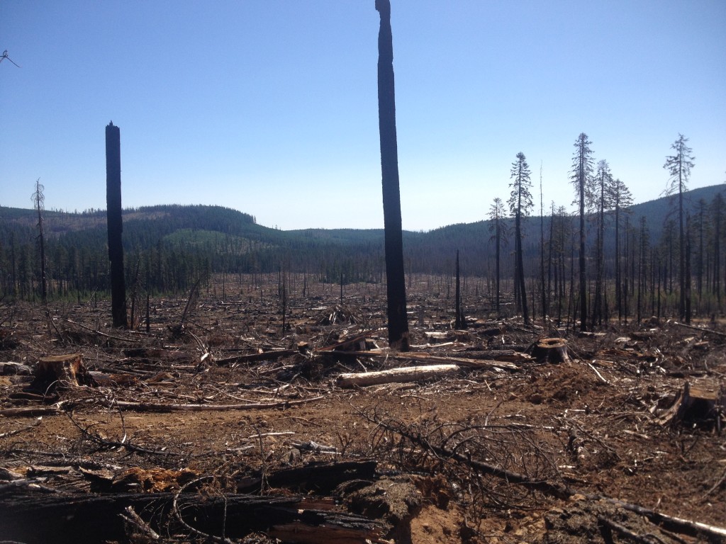 Former wildfire swath that was recently cleared of harvestable trees.