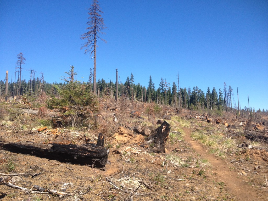 Looking north on the PCT through a former wildfire swath.