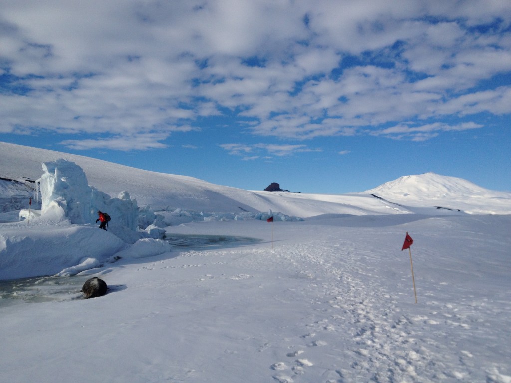 Richard, a seal and Mt. Erebus.