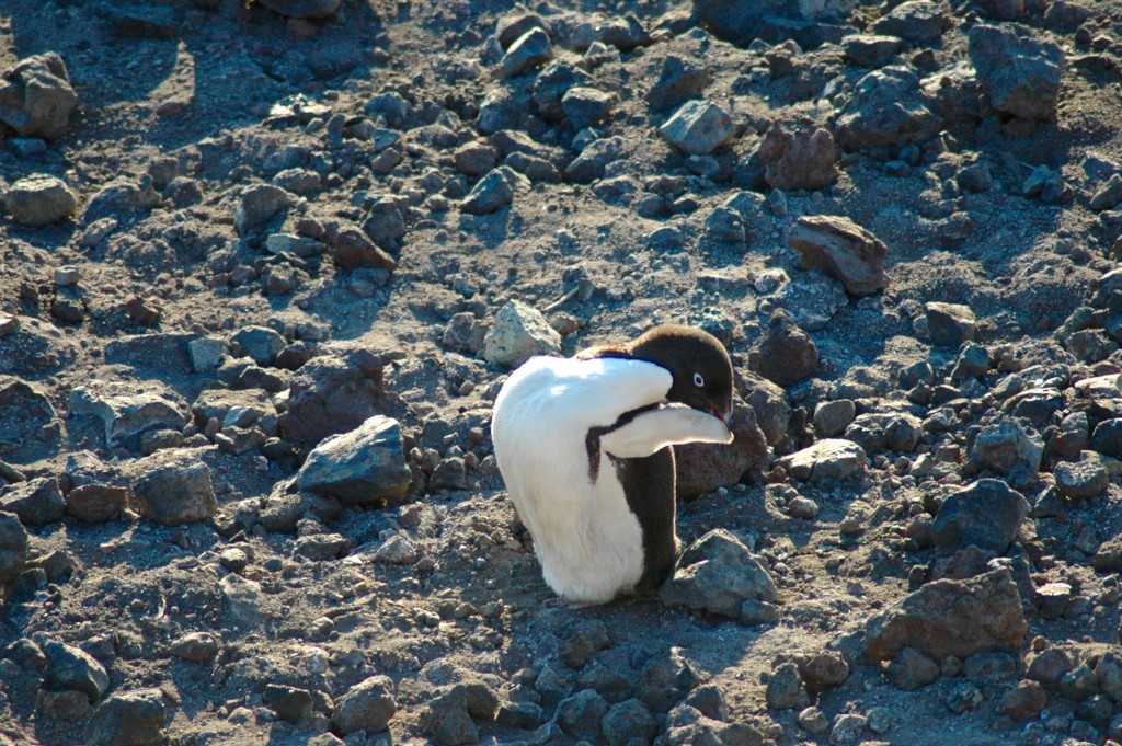 Look how flexible his neck is! He was preening. 