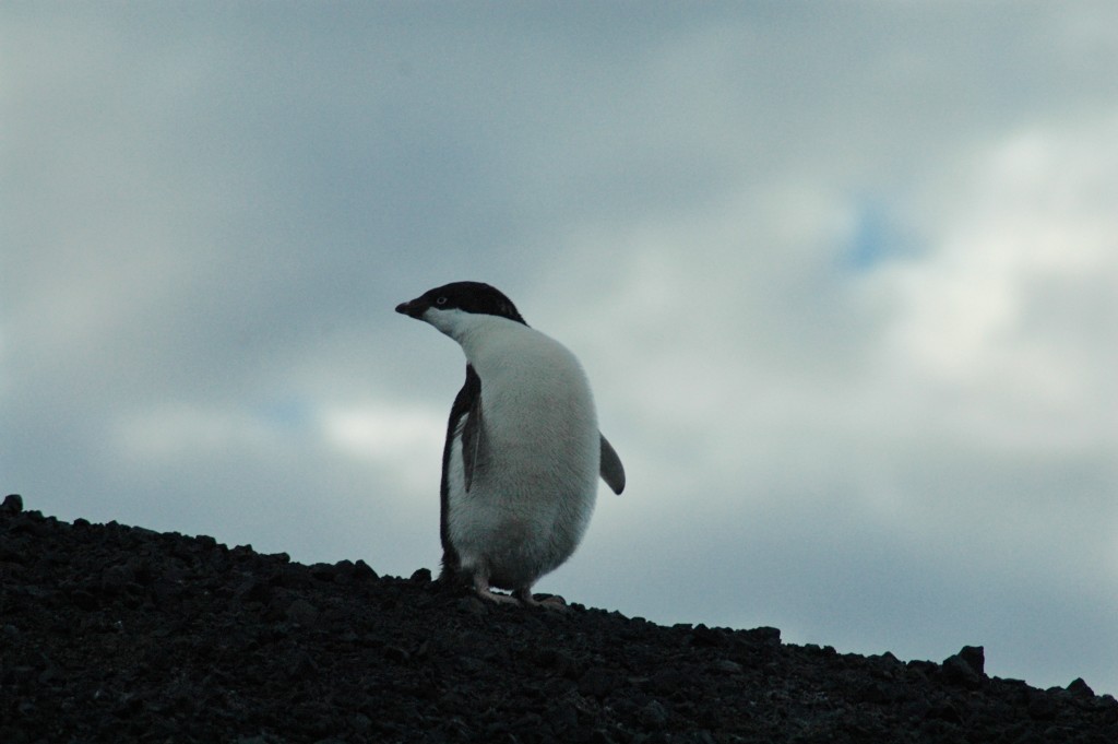 Penguin!!