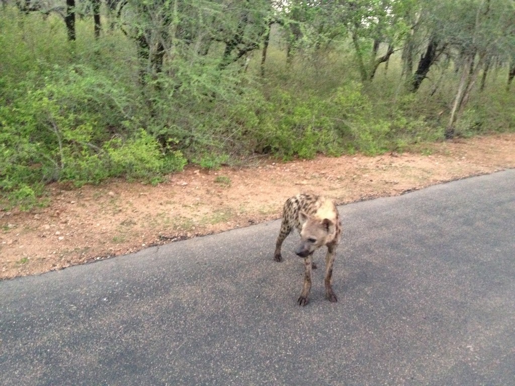 Spotted Hyena